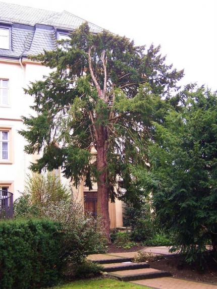 Bild 2 von 3 Eiben am Mutterhaus